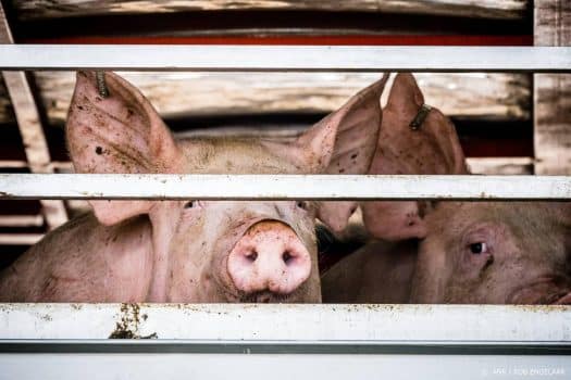 Aantal varkensboeren in tien jaar bijna gehalveerd