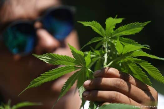 Britse legale cannabismarkt enorm gegroeid door corona