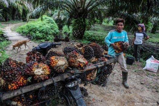 Indonesisch verbod op nieuwe palmolieplantages loopt af