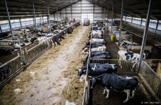 Advies aan Vlaamse regering: krimp veestapel drastisch in