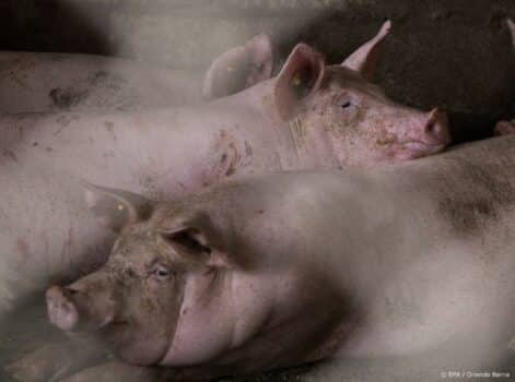 Buitenlandse slachters moeten ruiming Britse varkens voorkomen