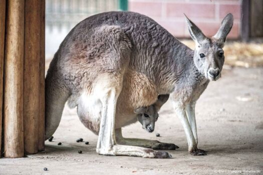 Dierenwelzijnsorganisatie wil verbod verkoop kangoeroeproducten