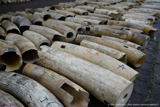 Verbod op ivoorhandel in Hongkong van kracht